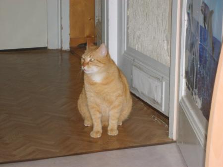 un petit chat, le garfield de la soir�e.....